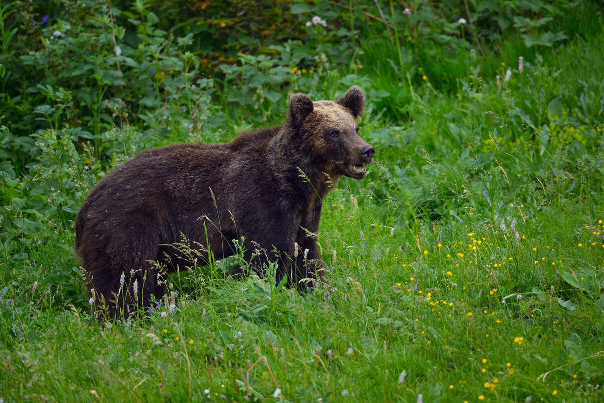 Eurasian brown bear, Ursus arctos, at wildlife watching place, North Velebit National Park, Velebit Nature Park, Rewilding Europe rewilding area, Velebit mountains, Croatia
