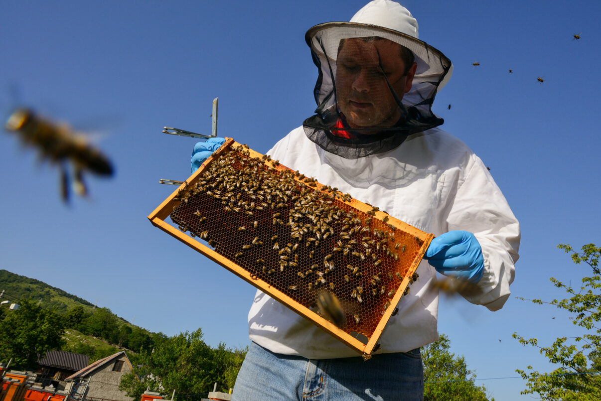 Nagrađivani pčelar Sanjin Žarković u svom pčelinjaku u Melnicama