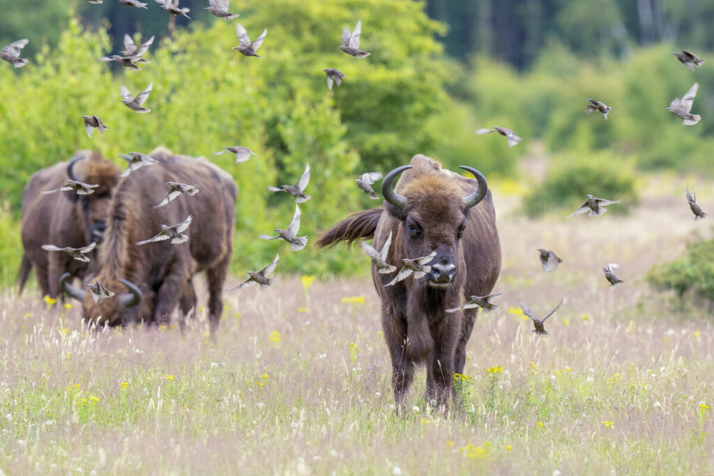 Europski bizon u divljini