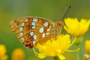 Leptir u Nacionalnom parku Sjeverni Velebit