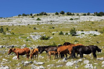 Semi-wild feral horses, Paklenica National Park