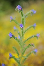 Purple Viper's bugloss (Echium plantagineum), North Velebit National Park