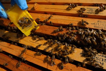 Honey bees (Apis mellifera) in Velebit Nature Park