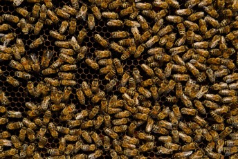 Pčele medarice (Apis mellifera), Park prirode Velebit