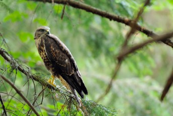 Common buzzard