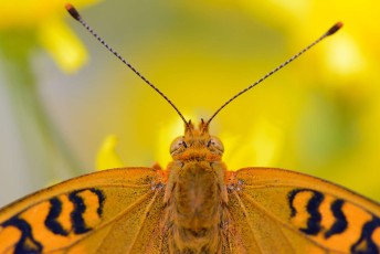 Leptir u Nacionalnom parku Sjeverni Velebit