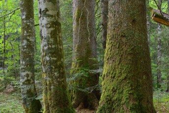 Fir, beech, and spruce in an old-growth virgin forest in a Special Forest Reserve, Velebit Nature Park