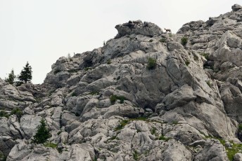 Balkan chamois in North Velebit National Park