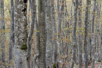Obični grab i bukva, Nacionalni park Sjeverni Velebit
