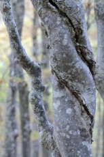 Common hornbeam and beech trees, North Velebit National Park