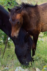 Wild Bosnian mountain horses, Paklenica National Park