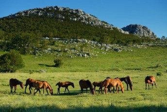 Divlji bosanski planinski konji, Nacionalni park Paklenica