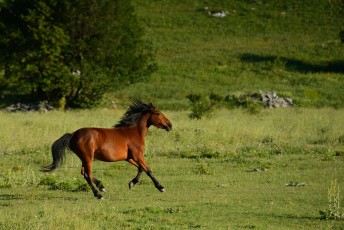 Wild Bosnian mountain horse, Paklenica National Park